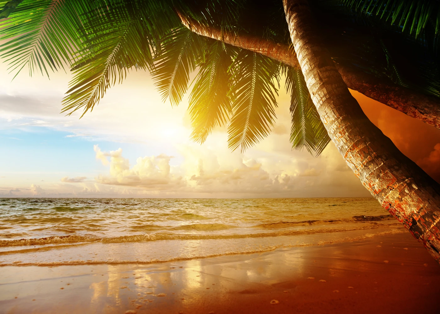 Summer Dusk Sea Beach Party Palm Tree Scenic Photography Backgrounds Photographic Backdrops For Photo Studio 
Summer Dusk Sea Beach Party Palm Tree Scenic Photography Backgrounds Photographic Backdrops For Photo Studio