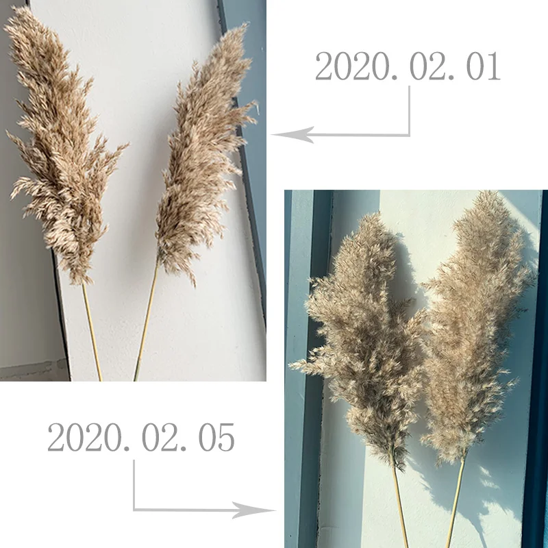 wedding pampas grass decor feather flowers bunch natural dried flower pampas plants Easter Christmas decorations home decor
wedding pampas grass decor feather flowers bunch natural dried flower pampas plants Easter Christmas decorations home decor