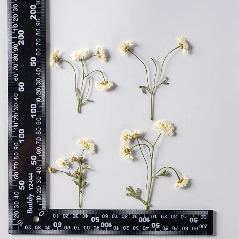 60pcs Pressed Dried Flower Natural Chamomilla Stem Herbarium Epoxy Resin Lamp Nail Art Jewelry Bookmark Phone Case Card DIY
60pcs Pressed Dried Flower Natural Chamomilla Stem Herbarium Epoxy Resin Lamp Nail Art Jewelry Bookmark Phone Case Card DIY