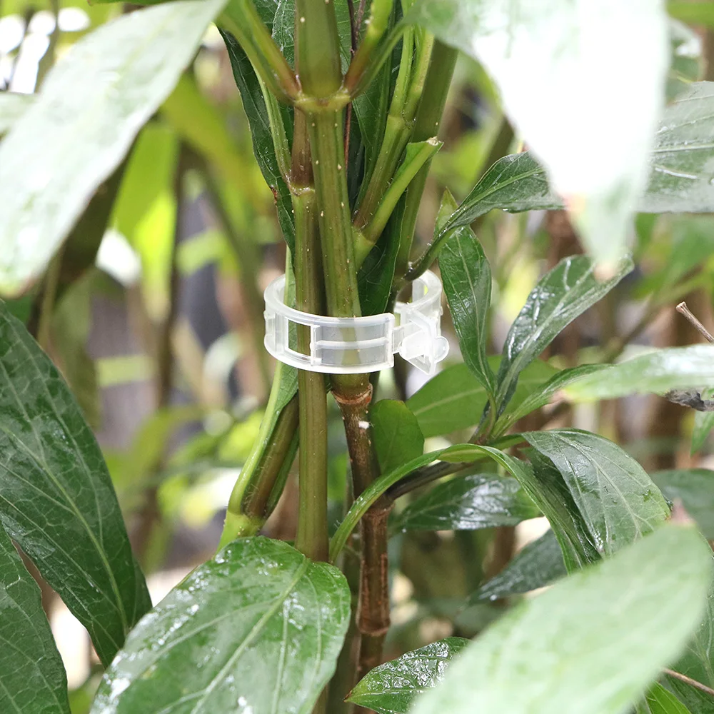 HILIFE Plastic Plant Support Clips Clamps Reusable 100pcs For Plants Hanging Vine Garden Greenhouse Vegetables Tomatoes Clips
HILIFE Plastic Plant Support Clips Clamps Reusable 100pcs For Plants Hanging Vine Garden Greenhouse Vegetables Tomatoes Clips