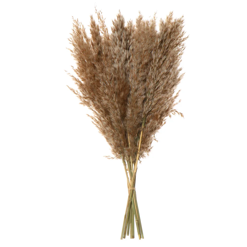 5Pcs Natural Dried Reeds Bunch Small Pampas Grass DIY Craft Wedding Bouquet Photography Props Home Decoration Supplies
5Pcs Natural Dried Reeds Bunch Small Pampas Grass DIY Craft Wedding Bouquet Photography Props Home Decoration Supplies