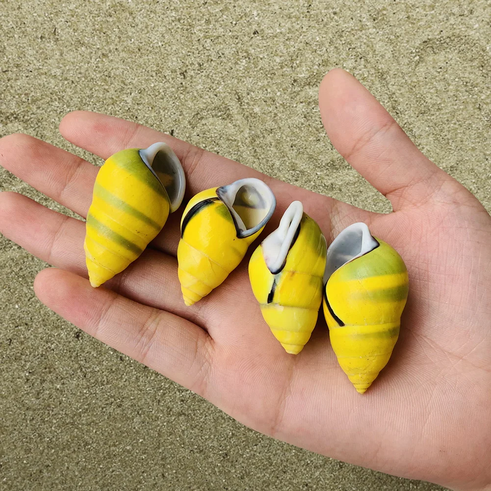 2PCS Natural Yellow Snail Seashells Specimen Hermit Crab Shell Right Left Spiral Conch Beach Wedding Nautical Home Decor Crafts
2PCS Natural Yellow Snail Seashells Specimen Hermit Crab Shell Right Left Spiral Conch Beach Wedding Nautical Home Decor Crafts