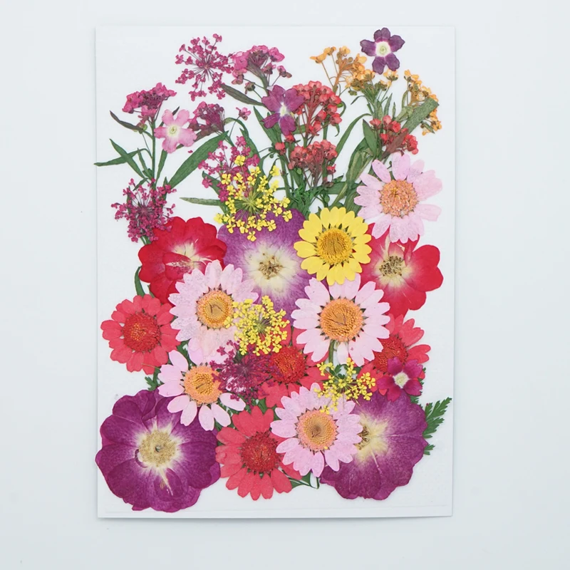 Lots Mixed Real Pressed Flower Dried Flowers for Resin Jewellery Scrapbooking Phone Case Making Crafts DIY Dry Plants
Lots Mixed Real Pressed Flower Dried Flowers for Resin Jewellery Scrapbooking Phone Case Making Crafts DIY Dry Plants