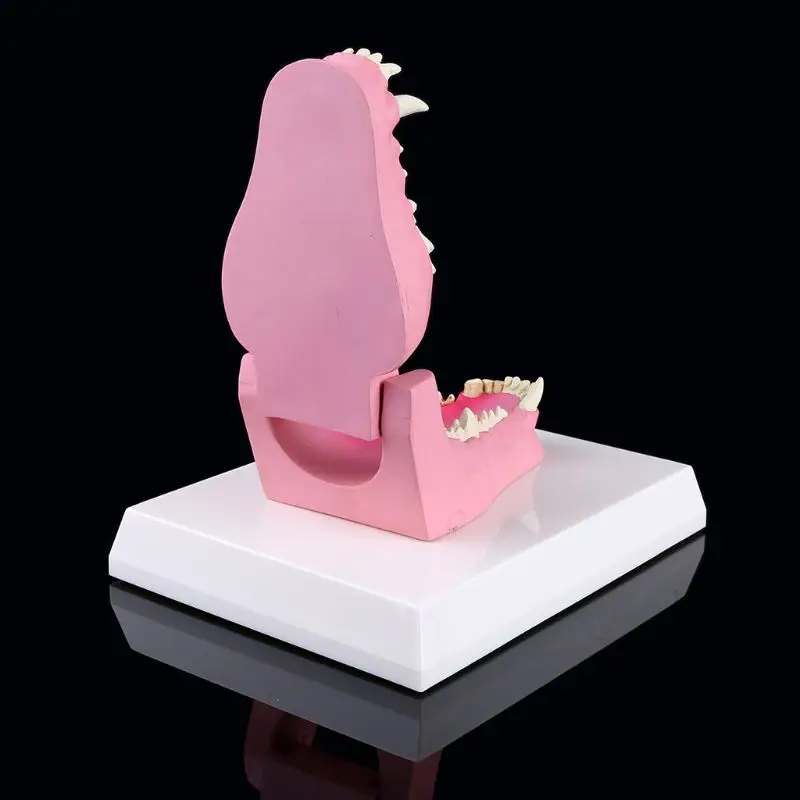 Dog Tooth Anatomy Model Canine Veterinary Animal Skeleton Veterinary Teaching Anatomy
Dog Tooth Anatomy Model Canine Veterinary Animal Skeleton Veterinary Teaching Anatomy