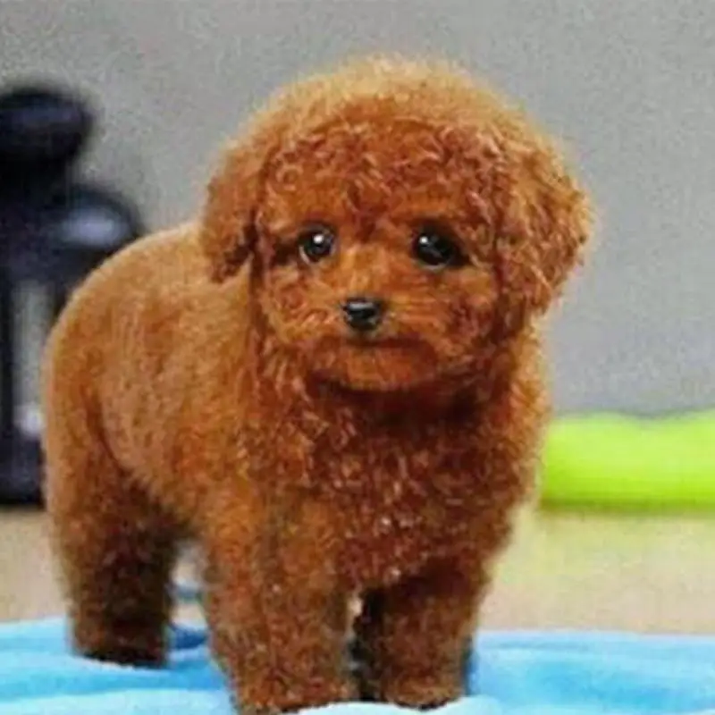 Realistic Teddy Dog Kids Plush Toys Cute Brown Simulation Lifelike Stuffed Kawaii Present Dolls Gifts Lovely Children toys
Realistic Teddy Dog Kids Plush Toys Cute Brown Simulation Lifelike Stuffed Kawaii Present Dolls Gifts Lovely Children toys