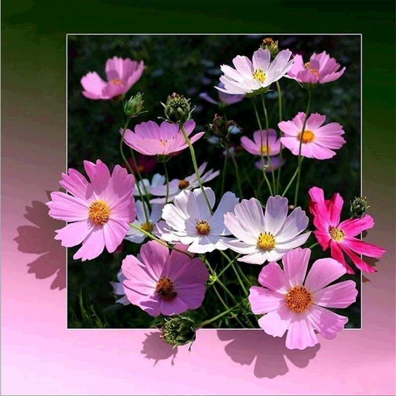 5D DIY Diamond Flower Full Round Drill Flower Cross Stitch Mosaic kits Handmade Gift Rhinestones Art Home Decor
5D DIY Diamond Flower Full Round Drill Flower Cross Stitch Mosaic kits Handmade Gift Rhinestones Art Home Decor