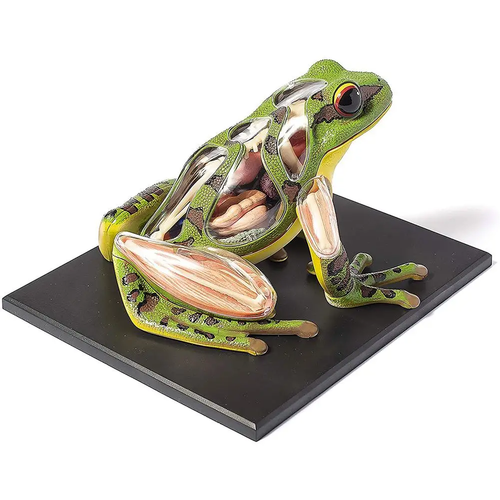 4D Children's Educational Assembly Toys Visual Frog Anatomical Model Kit Educational Teaching Animal Model Supplies
4D Children's Educational Assembly Toys Visual Frog Anatomical Model Kit Educational Teaching Animal Model Supplies