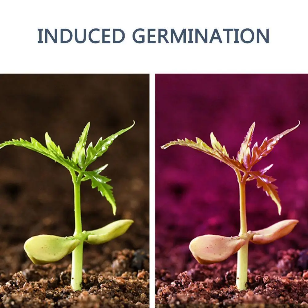 LED Grow Light Full Spectrum 80W E27 UV IR LED Growing Bulb for Indoor Hydroponics Flowers Plants LED Growth Lamp Drop Shipping
LED Grow Light Full Spectrum 80W E27 UV IR LED Growing Bulb for Indoor Hydroponics Flowers Plants LED Growth Lamp Drop Shipping