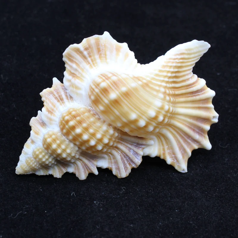 Образцы редких ракушек в форме листьев, аквариумные украшения для ландшафтного дизайна, парные подарки, крыло из натуральной ракушки
Образцы редких ракушек в форме листьев, аквариумные украшения для ландшафтного дизайна, парные подарки, крыло из натуральной ракушки