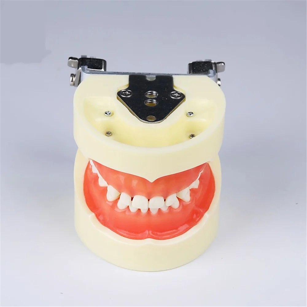 Standard Deciduous tooth model M7014/Alternate primary and permanent teeth model/Permanent tooth model
Standard Deciduous tooth model M7014/Alternate primary and permanent teeth model/Permanent tooth model
