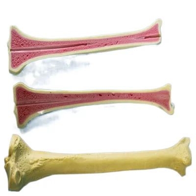 Medical training simulation bone model exercises with bone tibia-cancellous bone artificial bone simulation hand training
Medical training simulation bone model exercises with bone tibia-cancellous bone artificial bone simulation hand training
