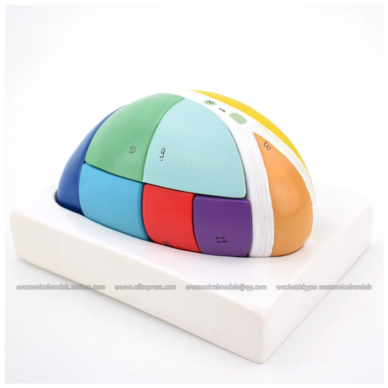 CMAM/13005 Brain- Thalamic model, 7parts, 5X, Medical Brain Anatomical Human Model
CMAM/13005 Brain- Thalamic model, 7parts, 5X, Medical Brain Anatomical Human Model