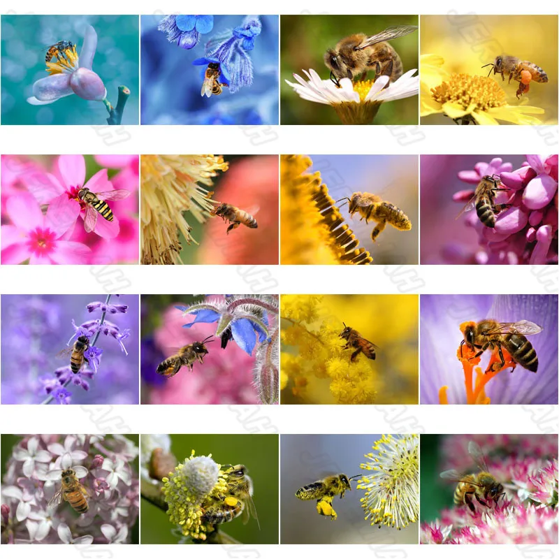 Bee on flower is collecting honey landscape diamond painting square diamond round diamond modern fashion wall art decoration
Bee on flower is collecting honey landscape diamond painting square diamond round diamond modern fashion wall art decoration