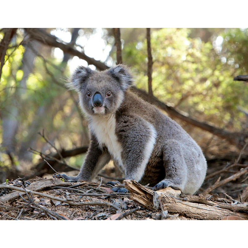 Картина из квадратных страз 5D, Милая Вышивка koala, картина из искусственных страз, не складывающаяся картина
Картина из квадратных страз 5D, Милая Вышивка koala, картина из искусственных страз, не складывающаяся картина