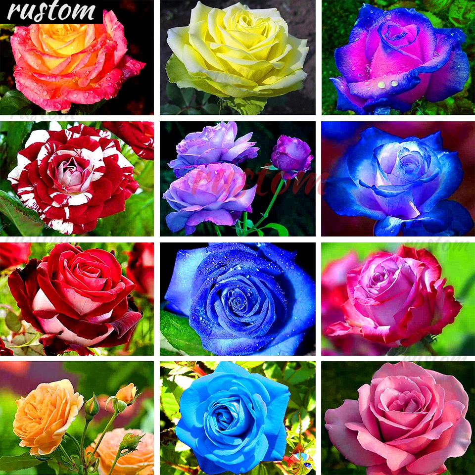Full Diamond Embroidery Inlaid Mosaic Home Decoration Gift 5D DIY Diamond Painting Flower Cross Stitch Kit Rhinestone Picture Ru
Full Diamond Embroidery Inlaid Mosaic Home Decoration Gift 5D DIY Diamond Painting Flower Cross Stitch Kit Rhinestone Picture Ru
