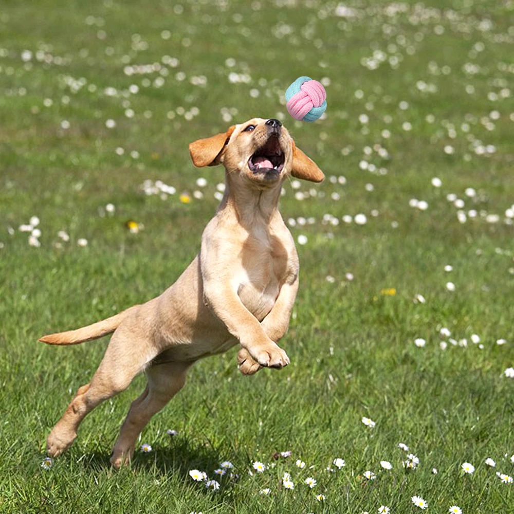 Dog Toys for Small Dogs Toys Interactive Toys for Dog Balls Dog Toys for Large Dogs Toy for Dog Accessories Chew Toys for Cat
Dog Toys for Small Dogs Toys Interactive Toys for Dog Balls Dog Toys for Large Dogs Toy for Dog Accessories Chew Toys for Cat