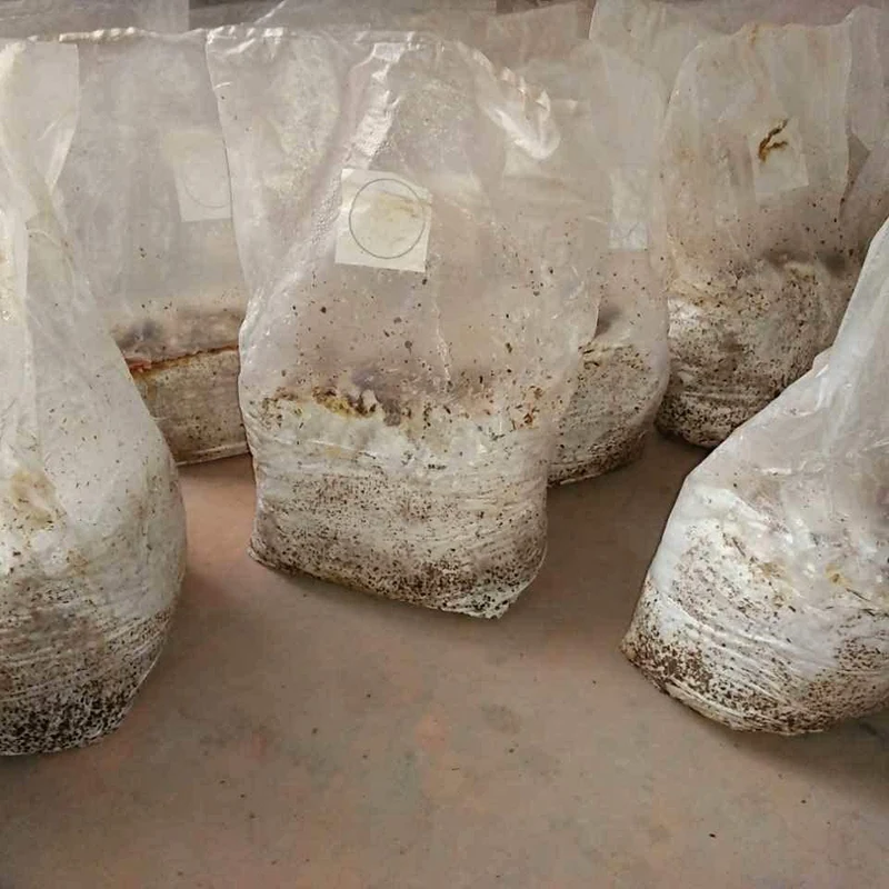 

50Pcs Mushroom Gg Bag Spawn Bags Thick 8 Mil Bags 12.6 x 20 Inch 0.2 Micrometre Filter Breathable Autoclavable Bags