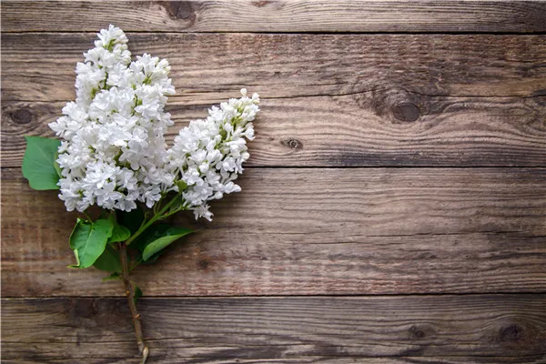 SHENGYONGBAO Vinyl Custom Photography Backdrops Props Flower and Wood Planks theme Photo Studio Background 20212-55
SHENGYONGBAO Vinyl Custom Photography Backdrops Props Flower and Wood Planks theme Photo Studio Background 20212-55