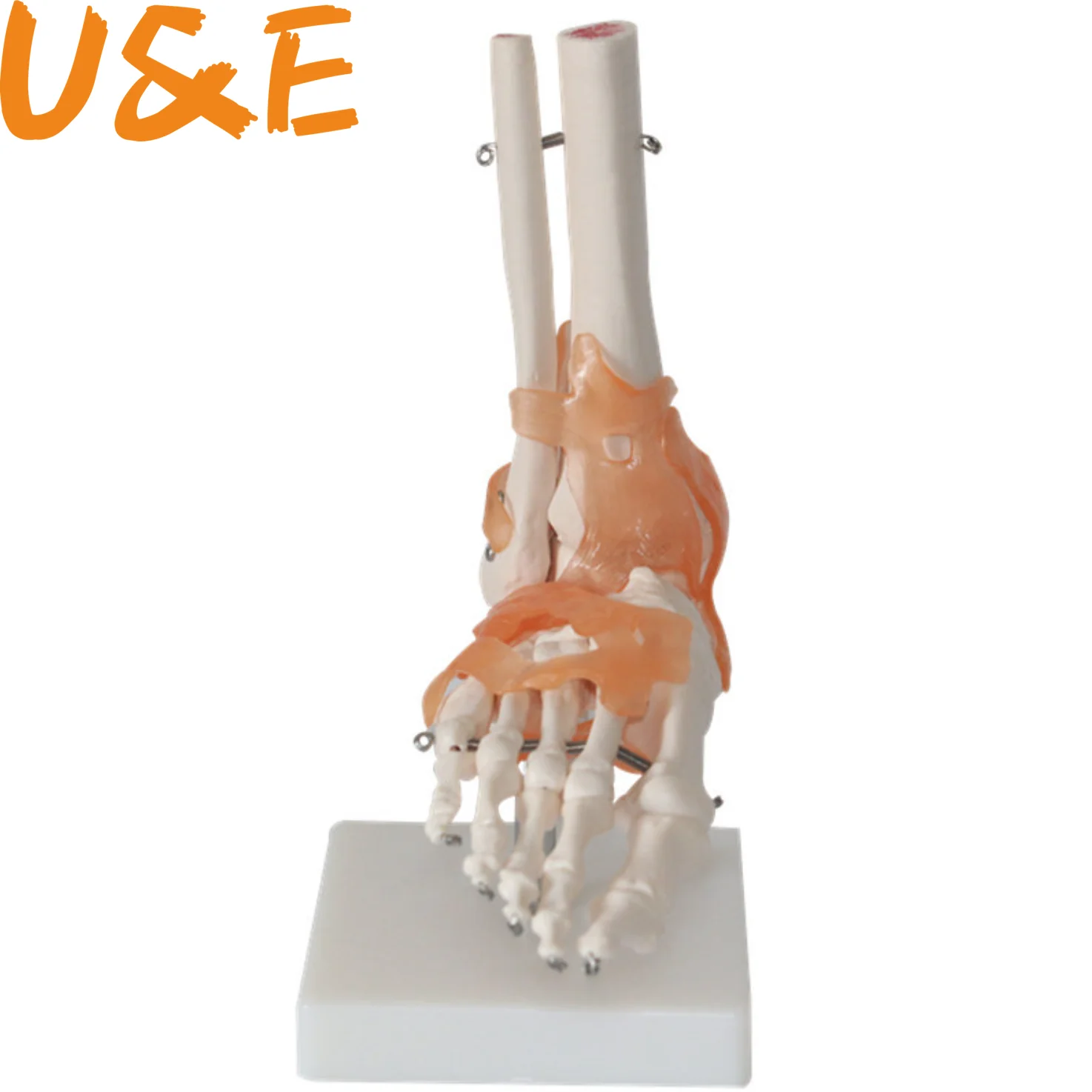 Human 1:1 Skeleton Ligament Foot Ankle Joint Anatomi cal Anatomy Medical Model Human Statues Sculptures High Quality 
Human 1:1 Skeleton Ligament Foot Ankle Joint Anatomi cal Anatomy Medical Model Human Statues Sculptures High Quality