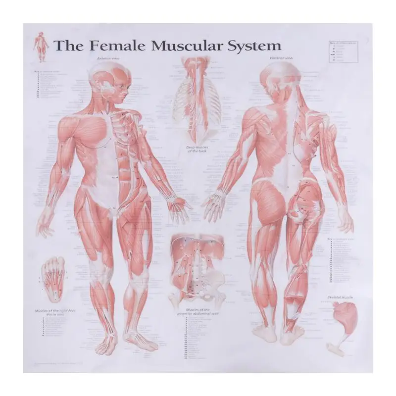 Female Muscular System Silk Poster Anatomical Hanging Picture Room Decoration for Home School Hospital Restaurant (40x40cm)
Female Muscular System Silk Poster Anatomical Hanging Picture Room Decoration for Home School Hospital Restaurant (40x40cm)