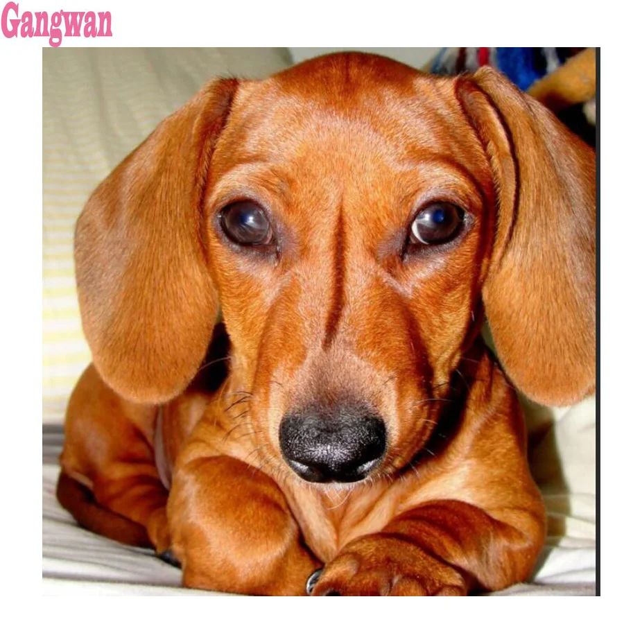 Mosaic Cross Stitch painting Diamond Embroidery dachshund dog Picture Of Rhinestone Diamond Painting Full Square/round drills
Mosaic Cross Stitch painting Diamond Embroidery dachshund dog Picture Of Rhinestone Diamond Painting Full Square/round drills