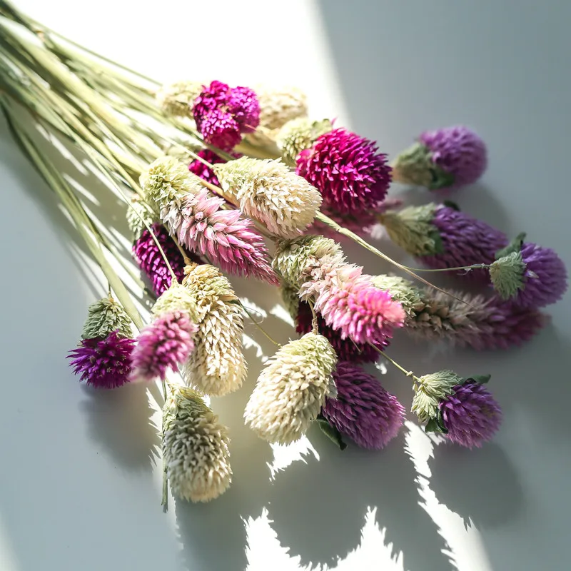 20pcs free shipping christmas decor gomphrena bouquets dried natural flower bunch gomphrena bouquets No Vase
20pcs free shipping christmas decor gomphrena bouquets dried natural flower bunch gomphrena bouquets No Vase