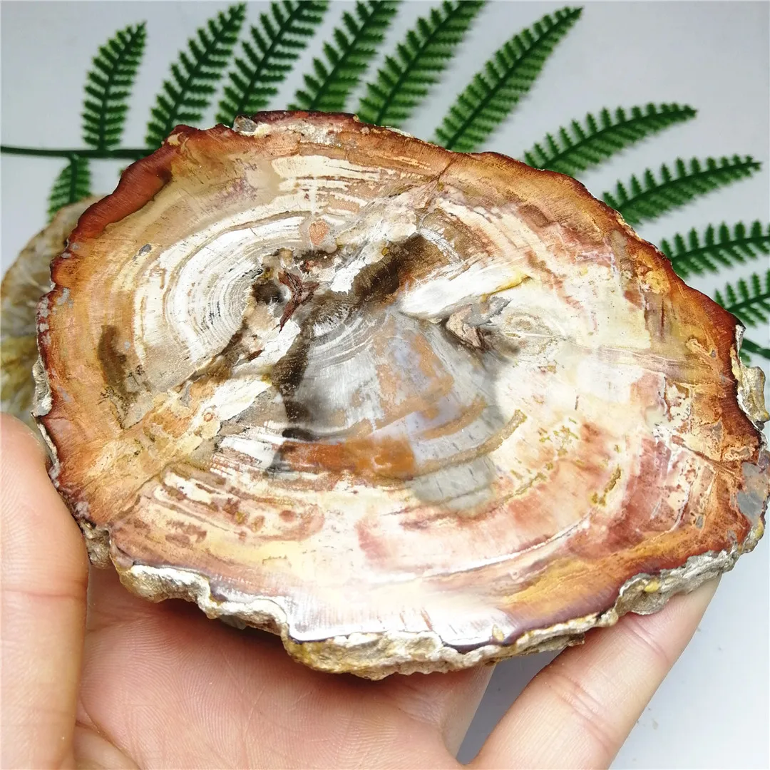 5 шт., деревянные образцы ископаемого камня 180-200 г для украшений или чакр, домашний декор
5 шт., деревянные образцы ископаемого камня 180-200 г для украшений или чакр, домашний декор