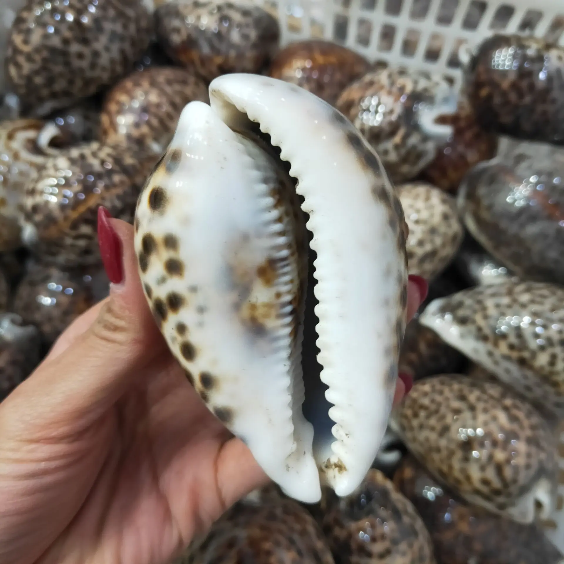 

New Specimen Collection Tabby snail shell Natural Conch Shells ConchWall Decoration DIY Aquarium Landscape Seashells