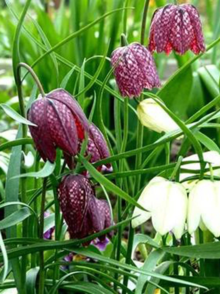 Fritillaria Cirrhosa Bulbus Fritilariae Chuan Bei Mu Tendril-leaved Fritillary Bulb; Sichuan Unibract Fritillary Bulb 
Fritillaria Cirrhosa Bulbus Fritilariae Chuan Bei Mu Tendril-leaved Fritillary Bulb; Sichuan Unibract Fritillary Bulb