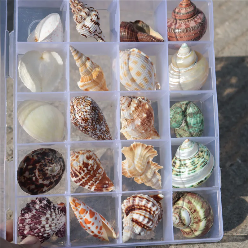 Natural Conch Selection Specimens Conch Shell Container Gift Boxes Shells Gifts Gift Friends Decoration Crafts Shells Starfishes
Natural Conch Selection Specimens Conch Shell Container Gift Boxes Shells Gifts Gift Friends Decoration Crafts Shells Starfishes