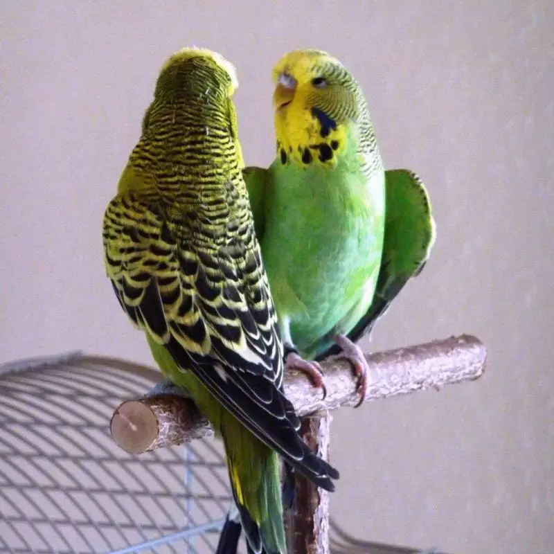 Rope Braided Pet Parrot Chew Rope Budgie Perch Coil Cage Cockatiel Toy Pet Birds Training Accessories Parrot Bird Toys
Rope Braided Pet Parrot Chew Rope Budgie Perch Coil Cage Cockatiel Toy Pet Birds Training Accessories Parrot Bird Toys