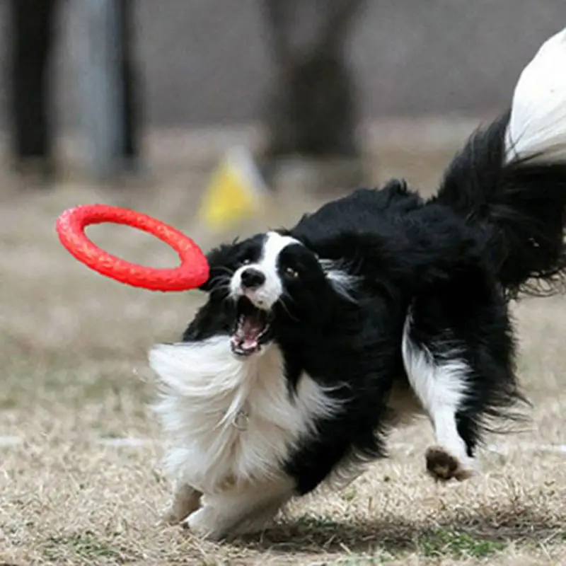 Pet Flying Discs EVA Dog Training Ring Puller Resistant Bite Floating Toy Puppy Outdoor Interactive Game Playing Products Supply
Pet Flying Discs EVA Dog Training Ring Puller Resistant Bite Floating Toy Puppy Outdoor Interactive Game Playing Products Supply
