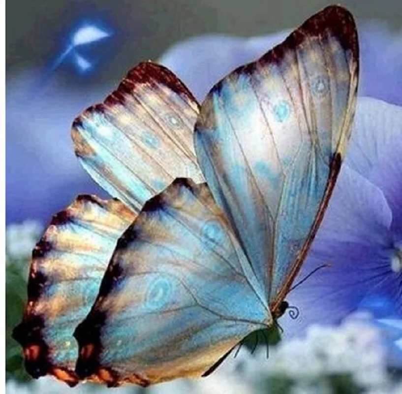 New Diy 5D Butterfly animal new arrival DIY Crystal full drill square diamond painting cross stitch kit mosaic round rhinestone
New Diy 5D Butterfly animal new arrival DIY Crystal full drill square diamond painting cross stitch kit mosaic round rhinestone