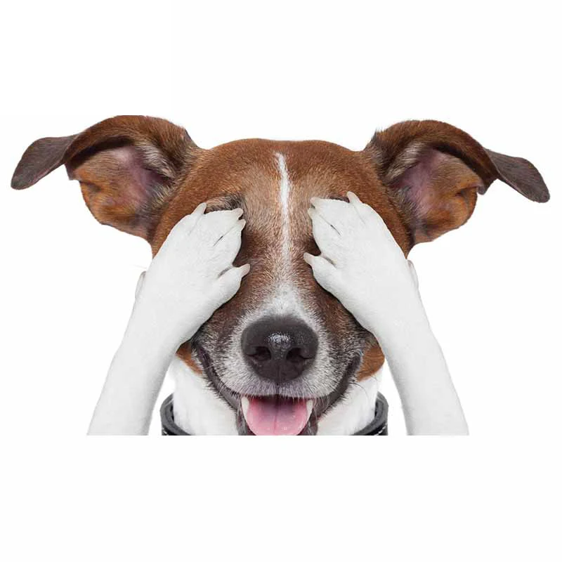 Lifelike Car Stickers Jack Russell Terrier Sticker Surfboard Fine Decal Graffiti Sticker Vinyl Material Waterproof Decoration
Lifelike Car Stickers Jack Russell Terrier Sticker Surfboard Fine Decal Graffiti Sticker Vinyl Material Waterproof Decoration