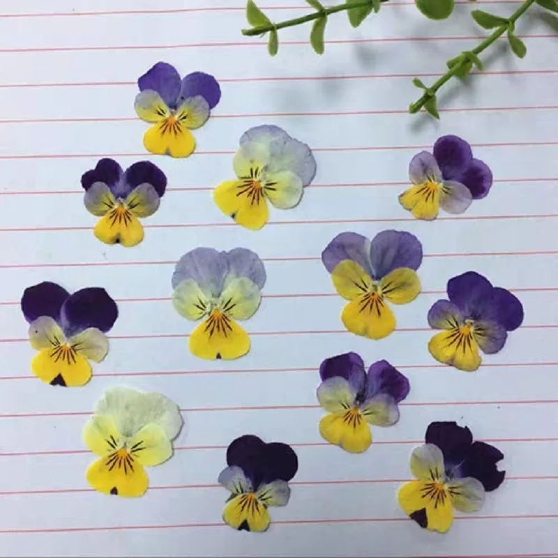 120pcs Pressed Dried Viola tricolor L Pansy Flower Leaf Plant Herbarium For Jewelry Postcard Bookmark Invatation Card DIY Making
120pcs Pressed Dried Viola tricolor L Pansy Flower Leaf Plant Herbarium For Jewelry Postcard Bookmark Invatation Card DIY Making
