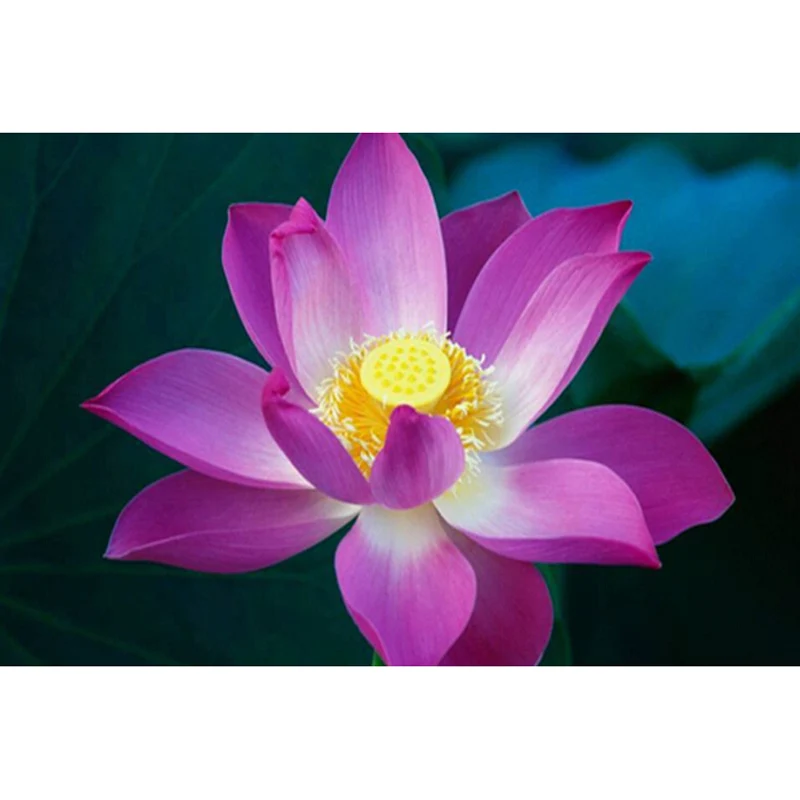 Diy Diamond Painting Full Drill Pink Lotus Painting By Numbers Diamond Embroidery Wall Paintings For Living Room
Diy Diamond Painting Full Drill Pink Lotus Painting By Numbers Diamond Embroidery Wall Paintings For Living Room