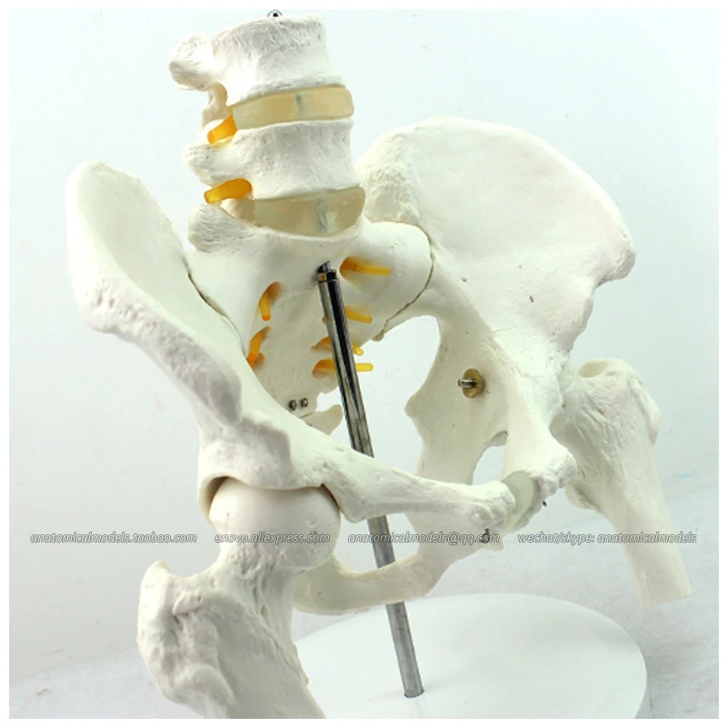 12338 / Anatomical Human Pelvis Model with Lumbar Vertebrae Femur, Medical Science Educational Teaching Models
12338 / Anatomical Human Pelvis Model with Lumbar Vertebrae Femur, Medical Science Educational Teaching Models
