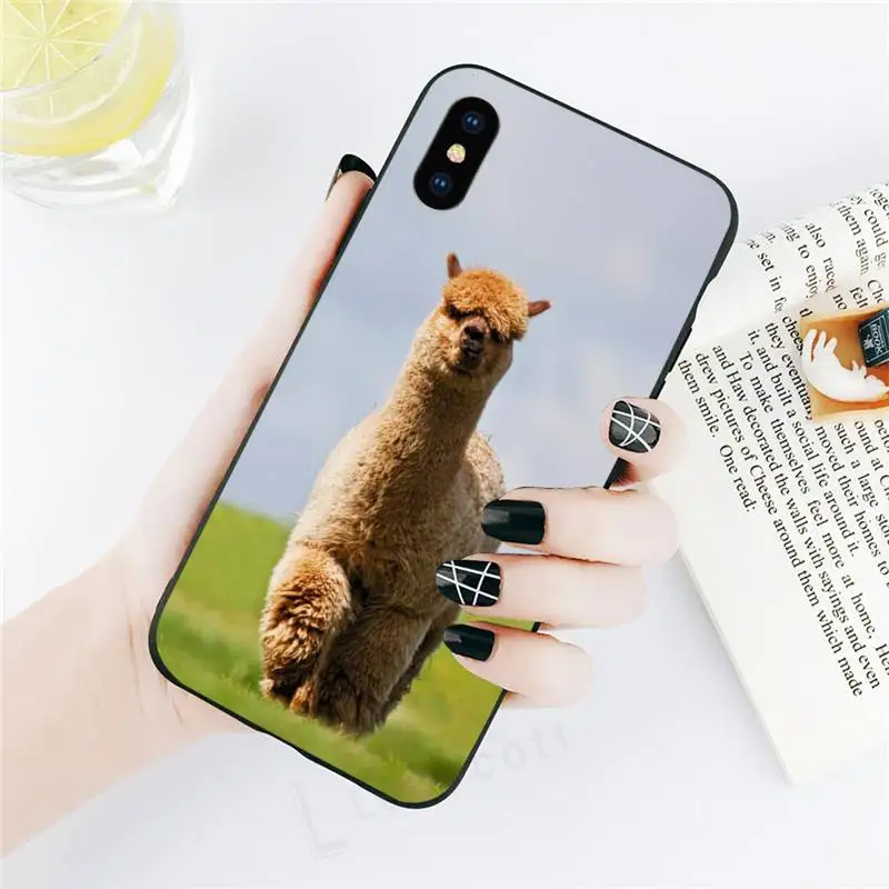 Lama Llama Alpacas Animal Phone Case for iPhone 11 12 pro XS MAX 8 7 6 6S Plus X 5S SE 2020 XR
Lama Llama Alpacas Animal Phone Case for iPhone 11 12 pro XS MAX 8 7 6 6S Plus X 5S SE 2020 XR