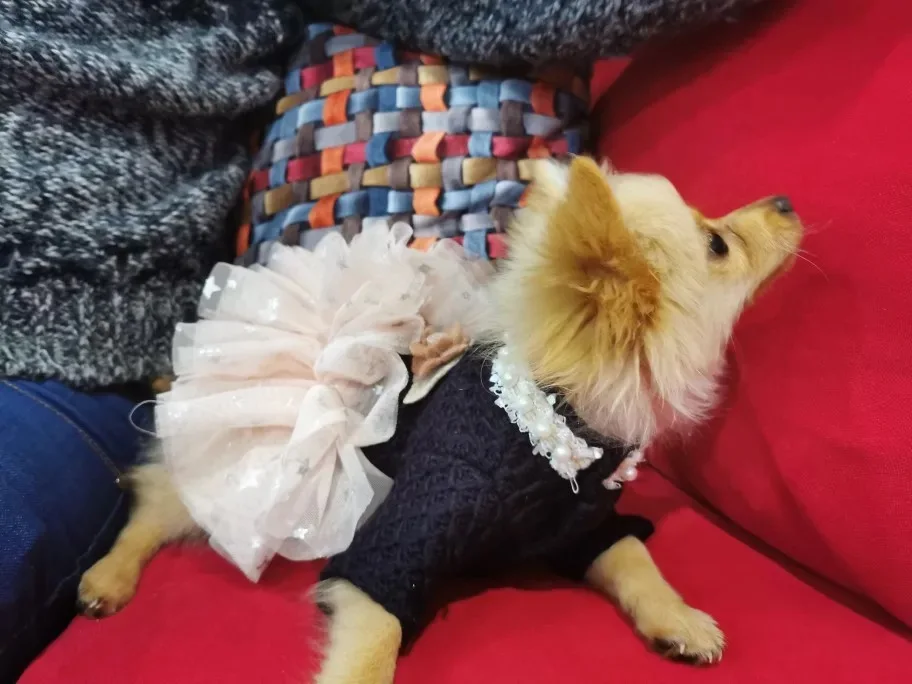 New Autumn Dresses for Dogs Teddy Cat Skirt Tulle Princess Pearl Flower Decor Party Costume XS S M L XL Dog Puppy Winter Dress 
New Autumn Dresses for Dogs Teddy Cat Skirt Tulle Princess Pearl Flower Decor Party Costume XS S M L XL Dog Puppy Winter Dress