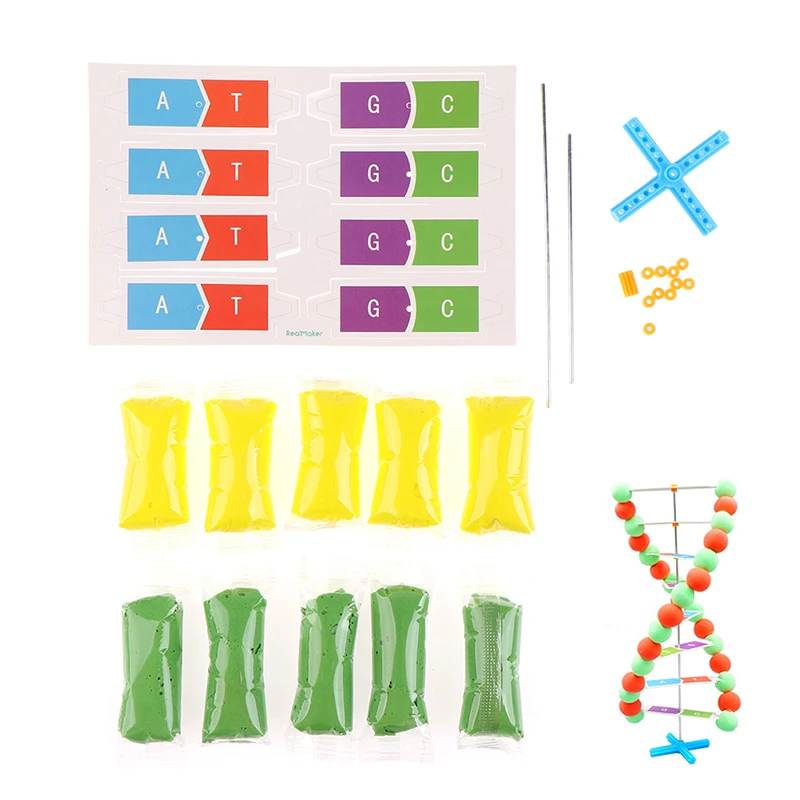 1Set Human DNA Models Double Helix Science DIY Toys Popularization Teaching Learning Education Toys For Children
1Set Human DNA Models Double Helix Science DIY Toys Popularization Teaching Learning Education Toys For Children