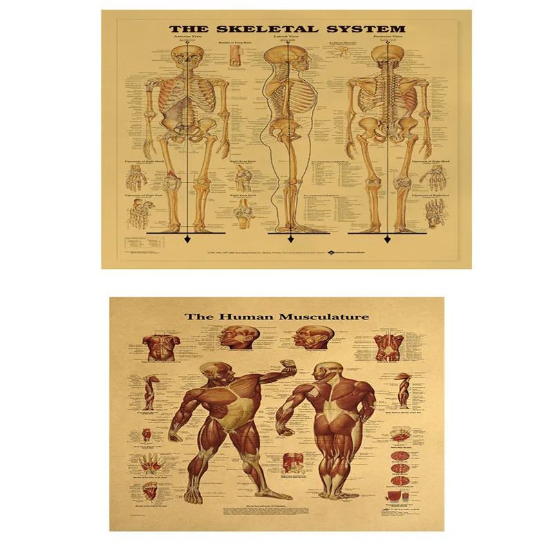 Muscular & Skeletal System Anatomical Poster Set - 2 Chart Set - Human Skeleton & Muscle Anatomy
Muscular & Skeletal System Anatomical Poster Set - 2 Chart Set - Human Skeleton & Muscle Anatomy