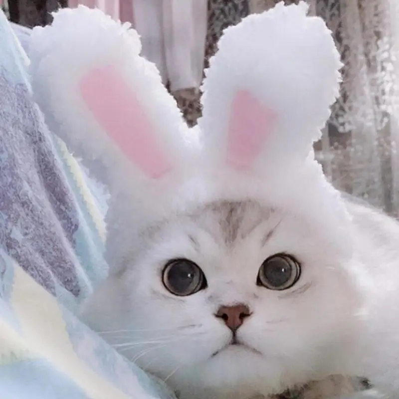 Cute Pet Costume Cosplay Rabbit Ears Cap Hat for Cat Halloween Xmas Clothes Fancy Dress with Ears Autumn Winter Paty Accessorie
Cute Pet Costume Cosplay Rabbit Ears Cap Hat for Cat Halloween Xmas Clothes Fancy Dress with Ears Autumn Winter Paty Accessorie
