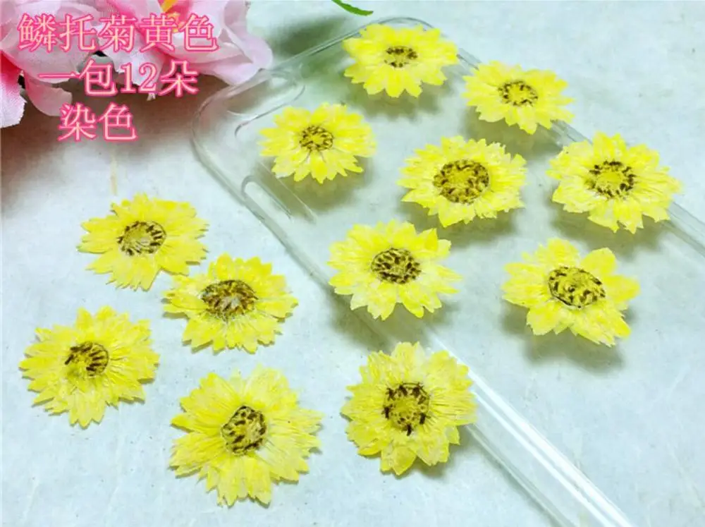 60pcs Pressed Dried Helipterum Manglesii Flower Plants Herbarium For Epoxy Resin Jewelry Making Face Makeup Nail Art Craft
60pcs Pressed Dried Helipterum Manglesii Flower Plants Herbarium For Epoxy Resin Jewelry Making Face Makeup Nail Art Craft