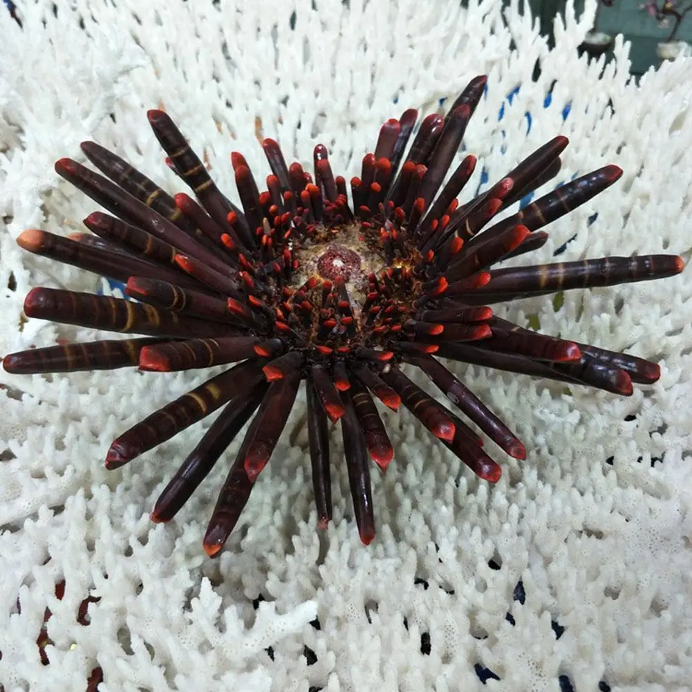 21-26cm Brown Natural Sea Chrysanthemum Clam Thorny Thousand Shell Marine Collectible Specimen Diy Aquarium Landscape Decor
21-26cm Brown Natural Sea Chrysanthemum Clam Thorny Thousand Shell Marine Collectible Specimen Diy Aquarium Landscape Decor