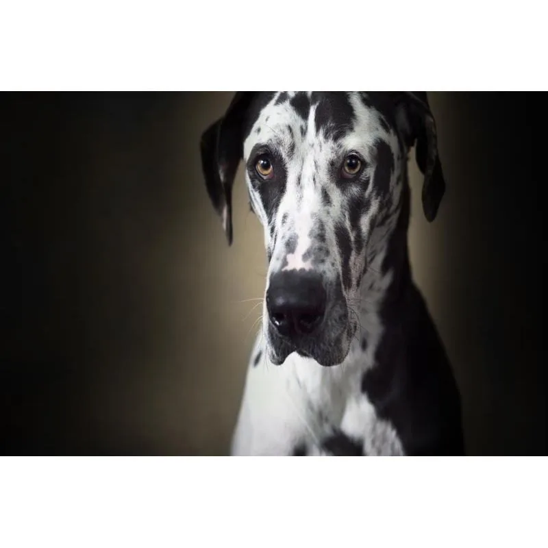 Забавный потрясающий задний плакат, обычный атласный плакат, тканевый настенный плакат с принтом немецкий дог, плакат без рамки
Забавный потрясающий задний плакат, обычный атласный плакат, тканевый настенный плакат с принтом немецкий дог, плакат без рамки