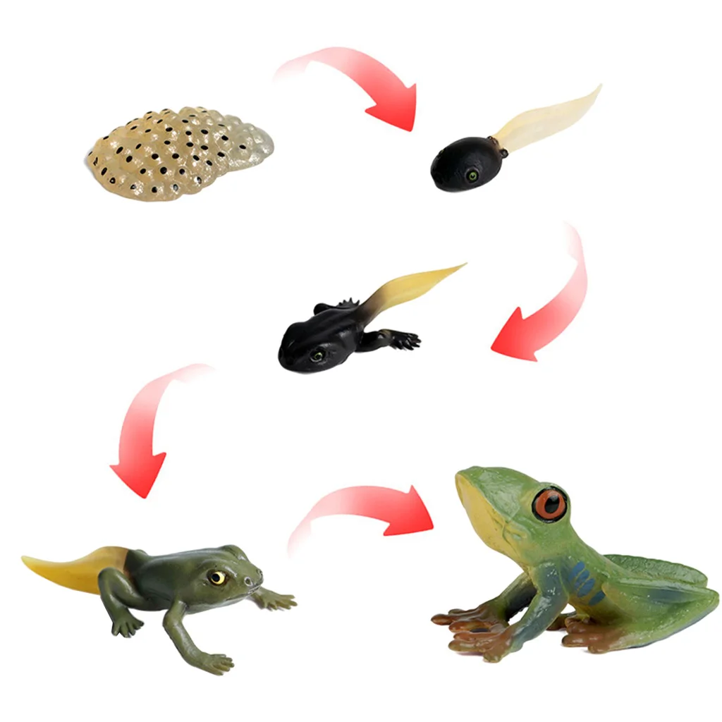 Plastic Educational Kids Insects Life Cycle Figures Frog Growth Model Playset Pre-school Cognitive Imagination Biology Toys
Plastic Educational Kids Insects Life Cycle Figures Frog Growth Model Playset Pre-school Cognitive Imagination Biology Toys