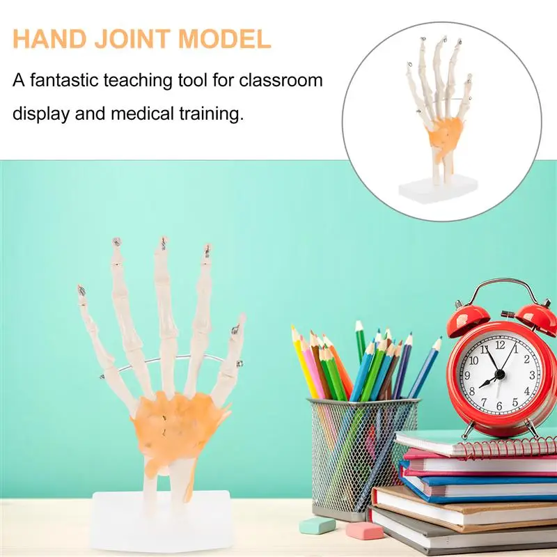 Life Size 1:1 PVC Hand Skeleton Model Human Hand Joint Model for Educational Student Teaching
Life Size 1:1 PVC Hand Skeleton Model Human Hand Joint Model for Educational Student Teaching