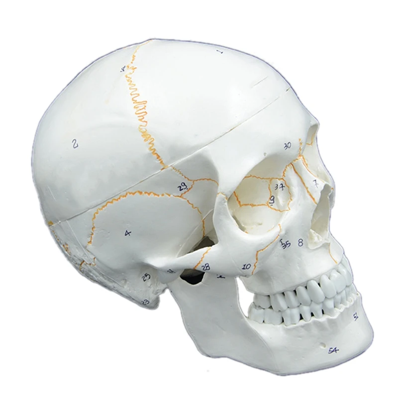 Size Skull Model Anatomical Anatomy Teaching Skeleton Head Studying Teaching Supplies
Size Skull Model Anatomical Anatomy Teaching Skeleton Head Studying Teaching Supplies