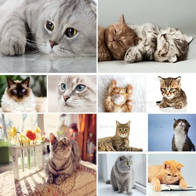 5D DIY Diamond Painting Cat Animal Cross Stitch Kit Full Diamond Embroidery Cat Rhinestone Art Picture Mosaic Home Decoration
5D DIY Diamond Painting Cat Animal Cross Stitch Kit Full Diamond Embroidery Cat Rhinestone Art Picture Mosaic Home Decoration