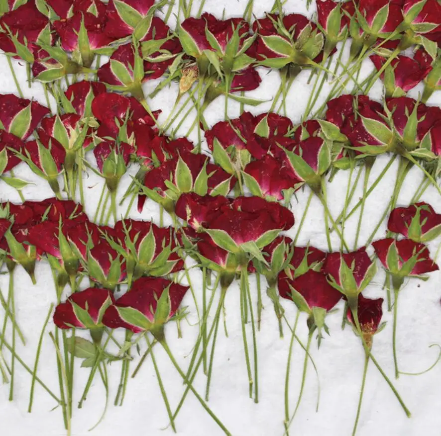 120pcs Pressed Dried Rose Flower Plants Herbarium For Resin Jewelry Making Postcard Frame Phone Case Craft DIY
120pcs Pressed Dried Rose Flower Plants Herbarium For Resin Jewelry Making Postcard Frame Phone Case Craft DIY